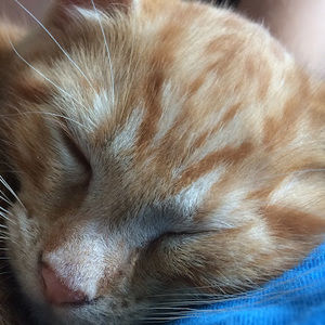 Meet your Posher, Eli